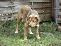 maja2