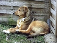 maja4