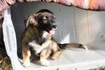 Beth – der bunte Hund