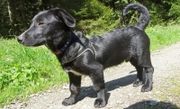 Chico 8