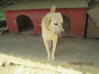 Felix3