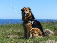 Schottenhund