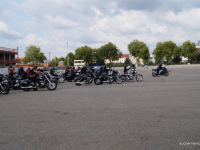 animal run 2017 (10)