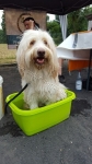 Hund in Schüssel