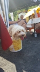 Hund