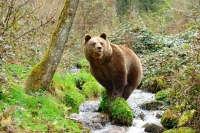 Bär im Bach