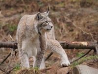 Luchs
