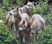 Wolfsrudel neu