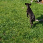 Blacky