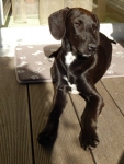 Blacky2