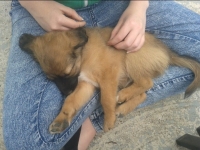 Babybuddy