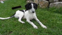 CHARLIE 015