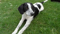 CHARLIE 018