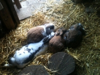 charlotte neu im rudel