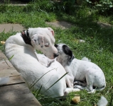 Daisy mit pups (2)