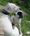 Daisy mit pups (4)