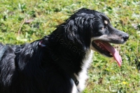 Jasper 3