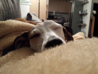 Kuschelnaus