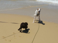 spielen mit fremdem Hund 2017