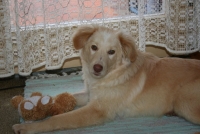 Filou