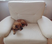 mein Sessel
