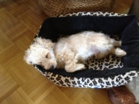 Charly noch klein