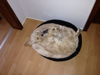 Charly the Chilldoc