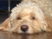 Charly