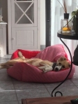 Cooper