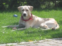 Joey im Garten 002