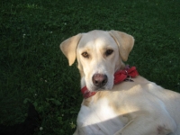 Joey im Garten 019