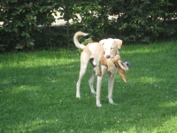 Joey im Garten 021