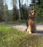 2 liebster Hund der Welt