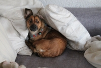 Yuki 2015 sofa (2)