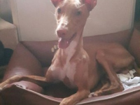 Fulu (3)