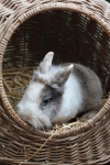 familie 2014 floh april (3)