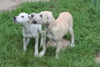 hattypeggy-4