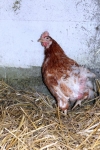 Huhn Elisabeth