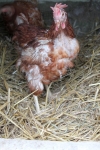 Huhn Glucke im Glück