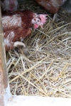 Huhn Neugierige Blicke