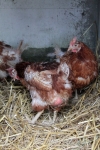 Huhn das ist Stroh 2