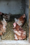 Huhn das ist Stroh