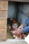 huhn der Einzug