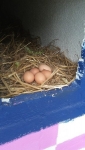 huhn eier
