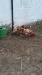 huhn freigang 2