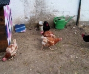 huhn und hähne 2