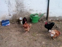 huhn und hähne