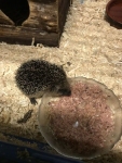 igelhilfe4_2019