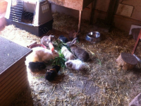 Kaninchen_braun2