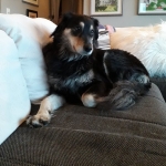 Liva  (1)